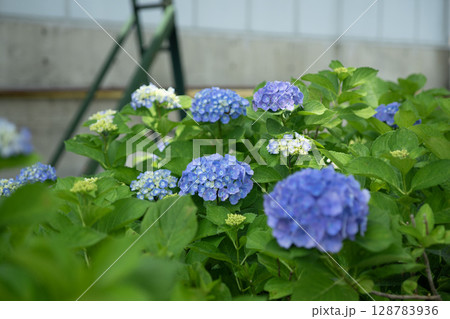 飯山市 高源院 紫陽花 飯山市 高源院 紫陽花 128783936