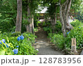 飯山市　高源院　紫陽花 128783956