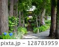 飯山市　高源院　紫陽花 128783959