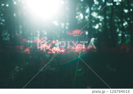 希望の光と赤い花,Ray of hope and red flower 希望の光と赤い花,Ray of hope and red flower 128784018