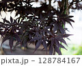 紅葉したモミジの葉 128784167