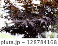 紅葉したモミジの葉 128784168