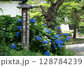 飯山市　紫陽花 128784239