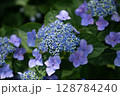 飯山市　紫陽花 128784240