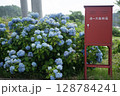 飯山市　紫陽花 128784241
