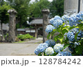 飯山市　紫陽花 128784242