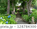 飯山市　高源院　紫陽花 128784300