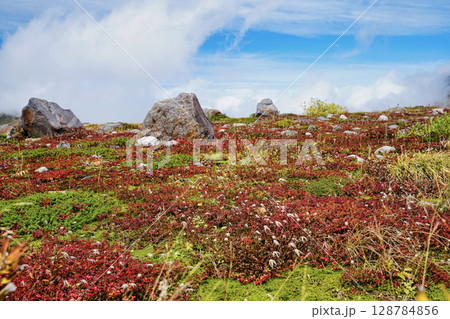 青空の秋の立山室堂平の紅葉したチングルマ 128784856