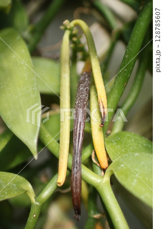 バニラビーンズ② 128785607