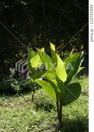 Perennial herbaceous plant Canna Perennial herbaceous plant Canna 128785884