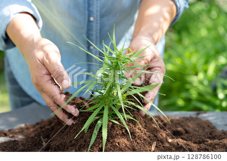 Gardener woman plant a tree with peat moss organic matter improve soil for agriculture organic plant growing, ecology. 128786100