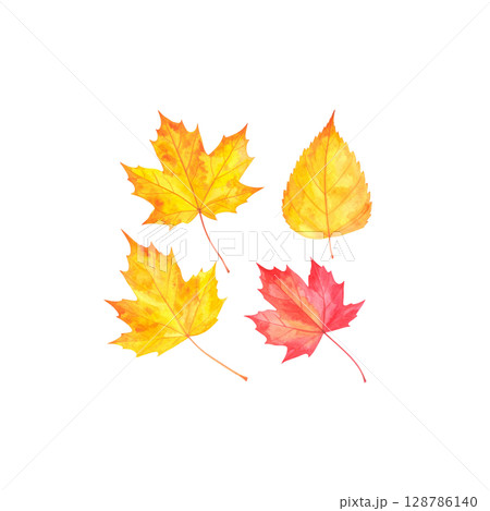 Colorful autumn maple and oak leaves isolated on white background. Colorful autumn maple and oak leaves isolated on white background. 128786140