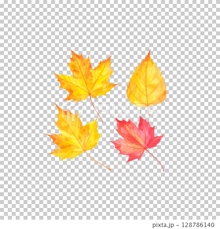 Colorful autumn maple and oak leaves isolated on white background. Colorful autumn maple and oak leaves isolated on white background. 128786140
