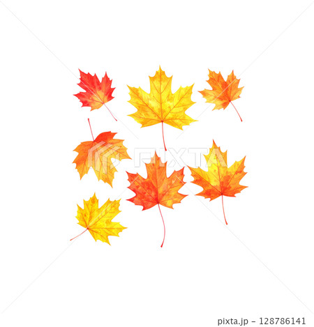 Colorful autumn maple and oak leaves isolated on white background. Colorful autumn maple and oak leaves isolated on white background. 128786141