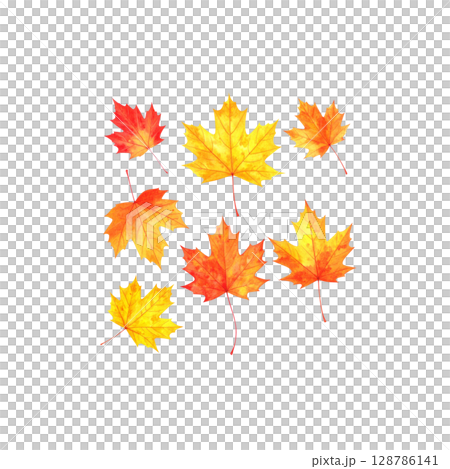 Colorful autumn maple and oak leaves isolated on white background. Colorful autumn maple and oak leaves isolated on white background. 128786141