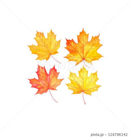 Colorful autumn maple and oak leaves isolated on white background. Colorful autumn maple and oak leaves isolated on white background. 128786142