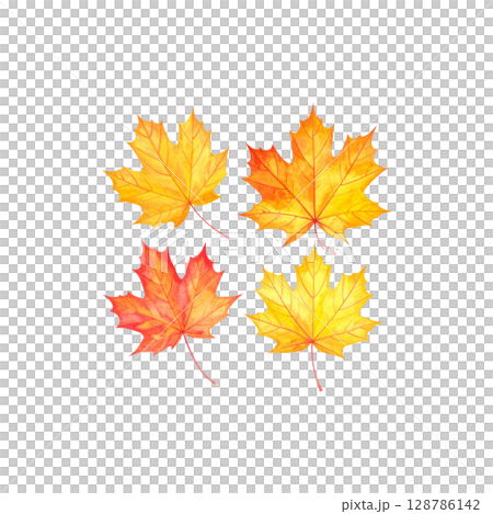 Colorful autumn maple and oak leaves isolated on white background. 128786142