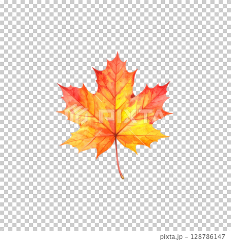 Colorful autumn maple and oak leaves isolated on white background. Colorful autumn maple and oak leaves isolated on white background. 128786147