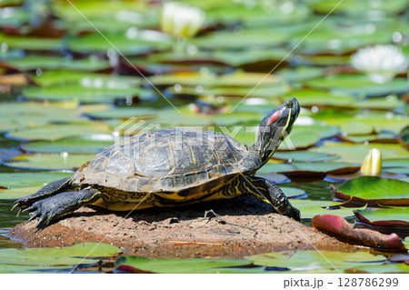 池の岩の上で甲羅干しするミシシッピアカミミガメ 128786299