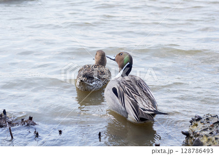 岸辺で休むオナガガモのつがい 128786493
