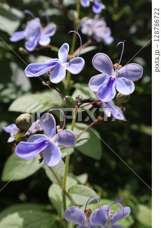夏に咲く青い花のブルーエルフィン 夏に咲く青い花のブルーエルフィン 128786722
