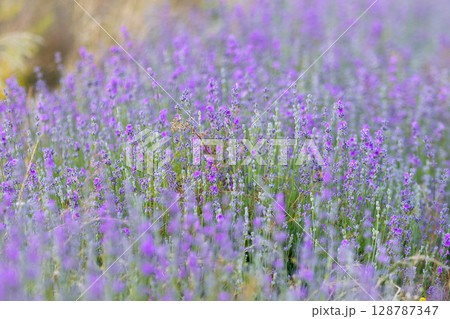 Purple lavender field close-up 128787347