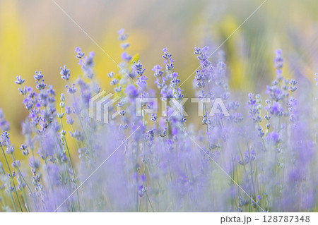 Purple lavender field close-up 128787348