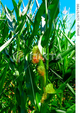 Golden hour sunset over lush green corn field in the tranquil rural countryside Golden hour sunset over lush green corn field in the tranquil rural countryside 128787490