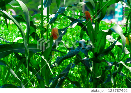 Golden hour sunset over lush green corn field in the tranquil rural countryside 128787492
