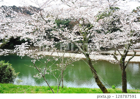 桜淵公園 128787591