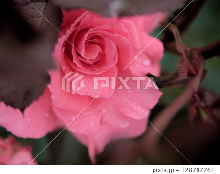 5月に美しく咲いたピンク色のバラ「芳純（ほうじゅん）」 128787761