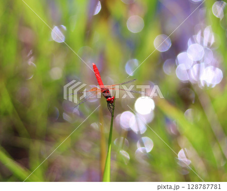 ハッチョウトンボのオス 128787781
