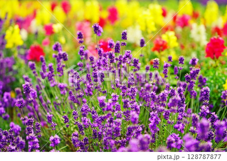 北海道　美瑛町の花畑 128787877