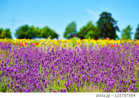 北海道　美瑛町の風景 128787884