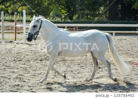 馬場を気持ち良さそうに走る白馬 馬場を気持ち良さそうに走る白馬 128788402