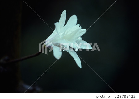 シデコブシ 128788423