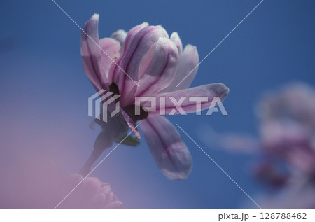 シデコブシ 128788462