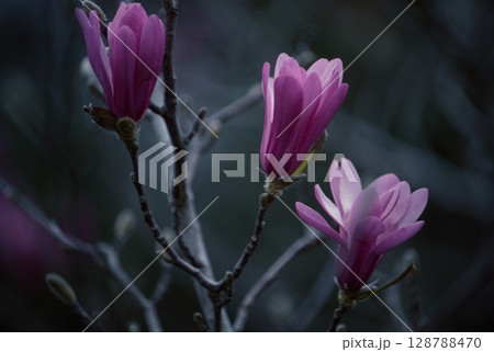 シデコブシ シデコブシ 128788470