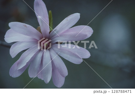 シデコブシ 128788471