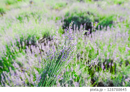 夏のラベンダー摘み 夏のラベンダー摘み 128788645