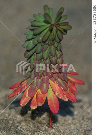 ハギクソウ 128788686