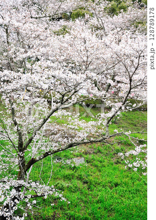 桜淵公園 桜淵公園 128789178