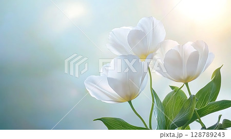 Delicate White Tulips with Soft Lighting on a Blurred Background in Springtime Serenity 128789243