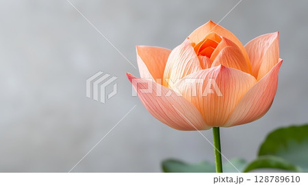 Graceful Pink Lotus Flower Bloom Against Soft Gray Background Landscape 128789610