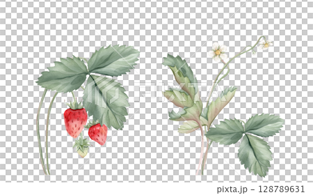 Watercolor set of Wild Strawberry branches. Woodland strawberry plant with leaves and red berries watercolor on isolated background. Vintage hand drawn illustration strawberry branches. Wild berries. 128789631