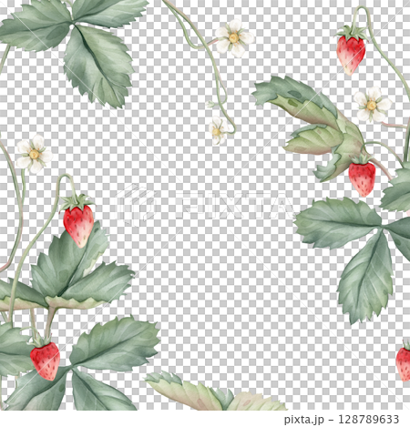 Wild strawberries square Frame. Hand drawn watercolor illustration of Border with woodland strawberries and white flowers on white isolated background. Drawing for food label or cards design. Wild strawberries square Frame. Hand drawn watercolor illustration of Border with woodland strawberries and white flowers on white isolated background. Drawing for food label or cards design. 128789633