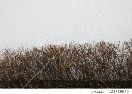 A dry trimmed ornamental shrub. 128789670