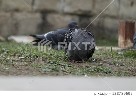 Pigeons on the streets of the city. 128789695