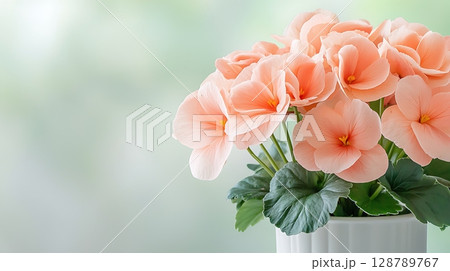 Beautiful peach begonia flowers in white pot on soft green blurred background 128789767