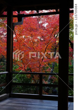 和室から眺める紅葉の庭園 大法院 和室から眺める紅葉の庭園 大法院 128789864